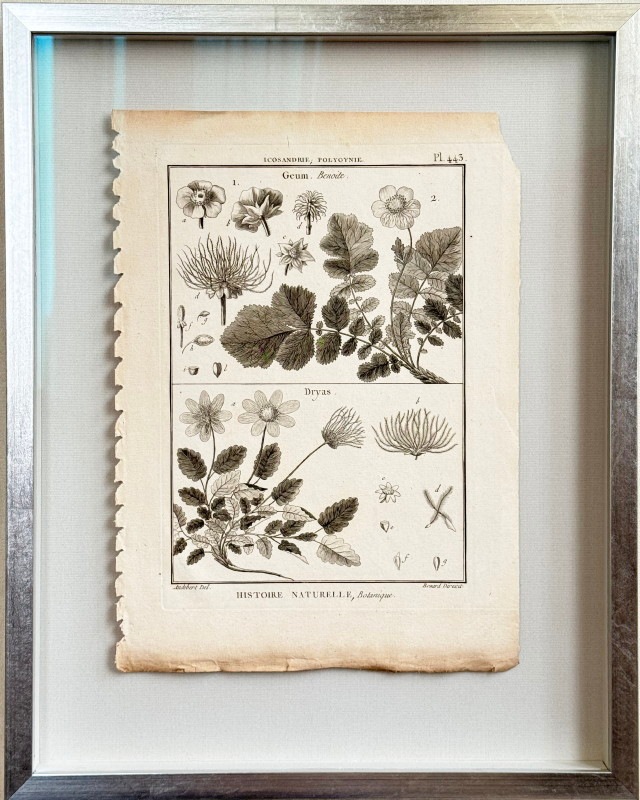 �ѥ󥯥å����η�ɴ������פ��ּ����ˡ���ʪ�ء�1789-1793ǯ���� ������