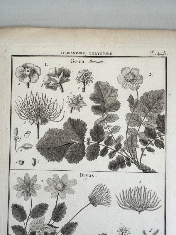 �ѥ󥯥å����η�ɴ������פ��ּ����ˡ���ʪ�ء�1789-1793ǯ���� ������