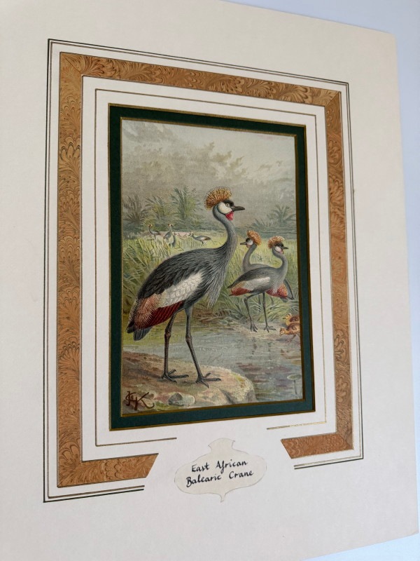 ѹز 4٤Х쥢쥹ĥ 1880ǯ 