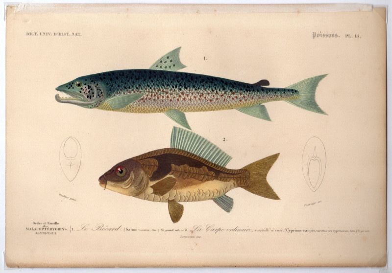 ɥӥˡͭ˼ŵ1849ǯܡ֥ȥ饦ȡ衼åѥ