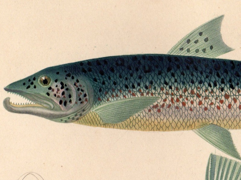 ɥӥˡͭ˼ŵ1849ǯܡ֥ȥ饦ȡ衼åѥ