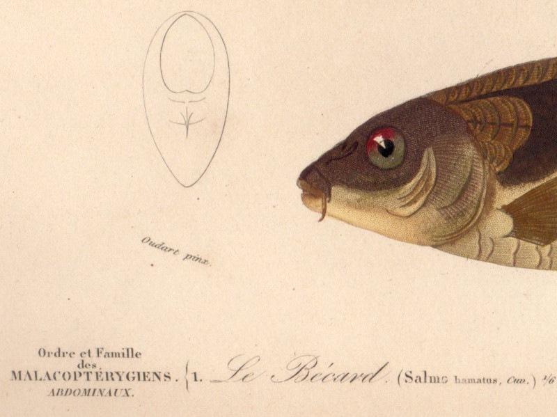 ɥӥˡͭ˼ŵ1849ǯܡ֥ȥ饦ȡ衼åѥ