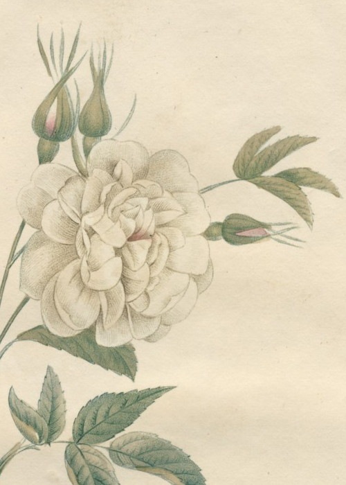 072C ��ɥ����ơ֥���������С�����Х��ե��ꥢ�׸��ܡ������Ĥ���