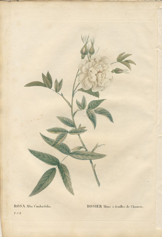 072C ��ɥ����ơ֥���������С�����Х��ե��ꥢ�׸��ܡ������Ĥ���