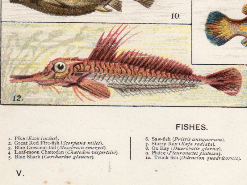 ���å���إʥ����롦�ҥ��ȥ꡼��1889ǯ���ܡֵ����