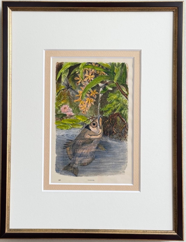 ���å���إʥ����롦�ҥ��ȥ꡼��1889ǯ���ܡ֥ƥåݥ�������