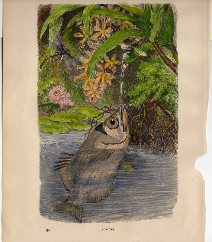 ���å���إʥ����롦�ҥ��ȥ꡼��1889ǯ���ܡ֥ƥåݥ�������