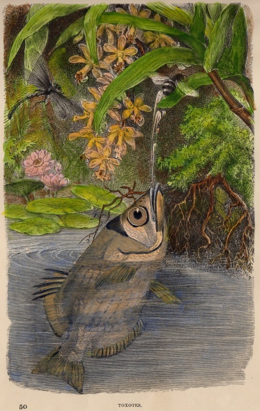 ���å���إʥ����롦�ҥ��ȥ꡼��1889ǯ���ܡ֥ƥåݥ�������