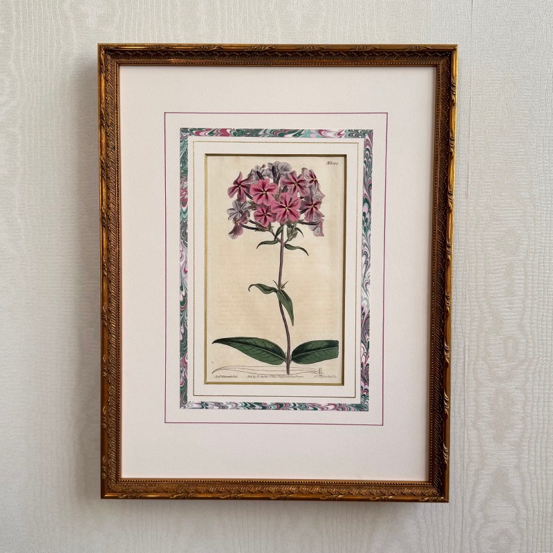 カーティス原本 特別額装 No.1344 フロックス・カロライナ