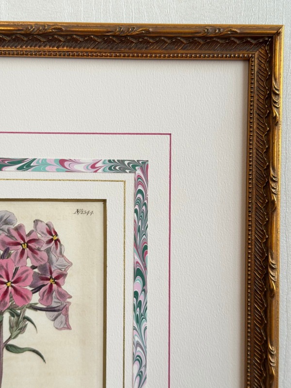 カーティス原本 特別額装 No.1344 フロックス・カロライナ