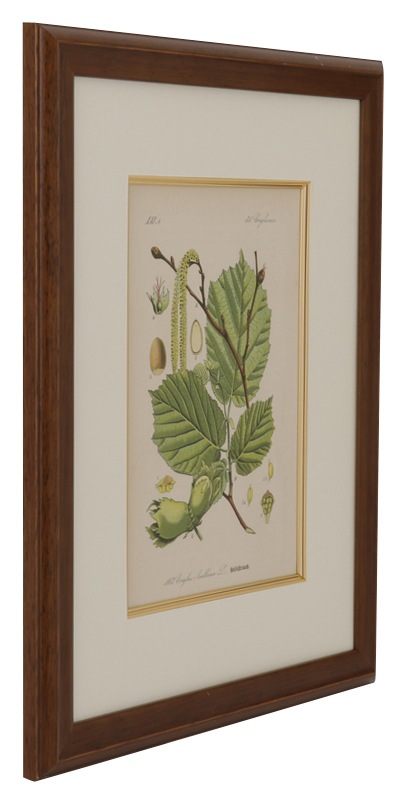 �ȡ���֥ɥ��ġ��������ȥꥢ���������ο�ʪ�׸��� No.163 �����襦�ϥ��Х�