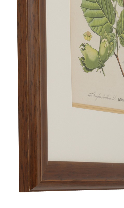 �ȡ���֥ɥ��ġ��������ȥꥢ���������ο�ʪ�׸��� No.163 �����襦�ϥ��Х�