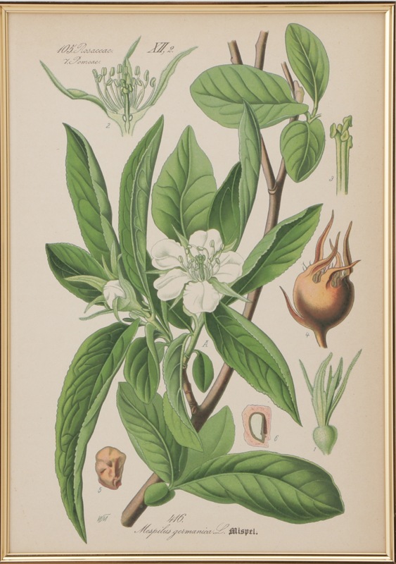 トーメ ドイツ オーストリア スイスの植物 原本 No 416 セイヨウカリン 西洋花梨