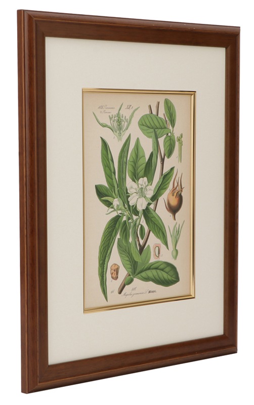 トーメ ドイツ オーストリア スイスの植物 原本 No 416 セイヨウカリン 西洋花梨