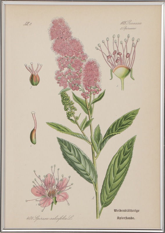 トーメ ドイツ オーストリア スイスの植物 原本 No 401 ホザキシモツケ 穂咲下野