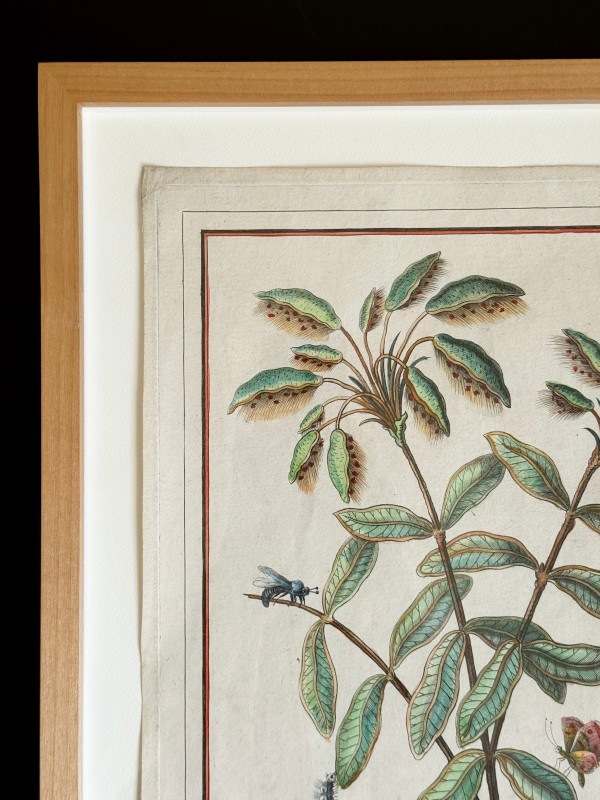 㡼ȥֽβ֡ʪꡦ̤ο޴աץ쥯ɥꥢοʪ 1784ǯܡ118.000ߤ50%OFF