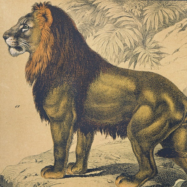 シューベルト動物図鑑 1886-89年原本 タイガー,ライオン