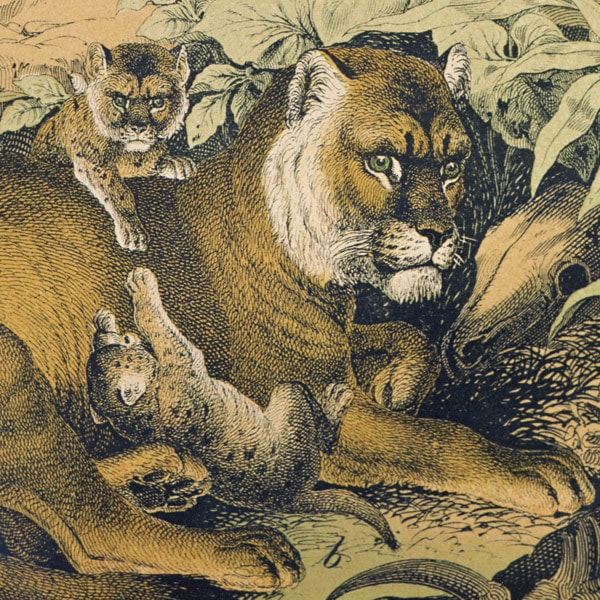 動物の図鑑 東京書籍】 一般書籍 自然科学 ZOOLOGY 図鑑 動物の世界