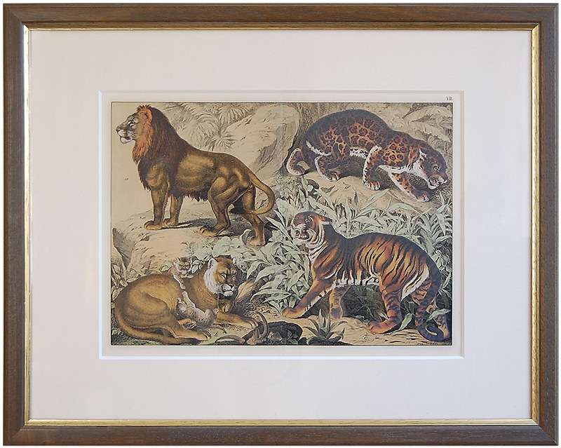 ���塼�٥��ưʪ�޴� 1886-89ǯ���� ��������,�饤����,�饤���ͥ�,���㥬����79,800�ߤ�30%OFF��