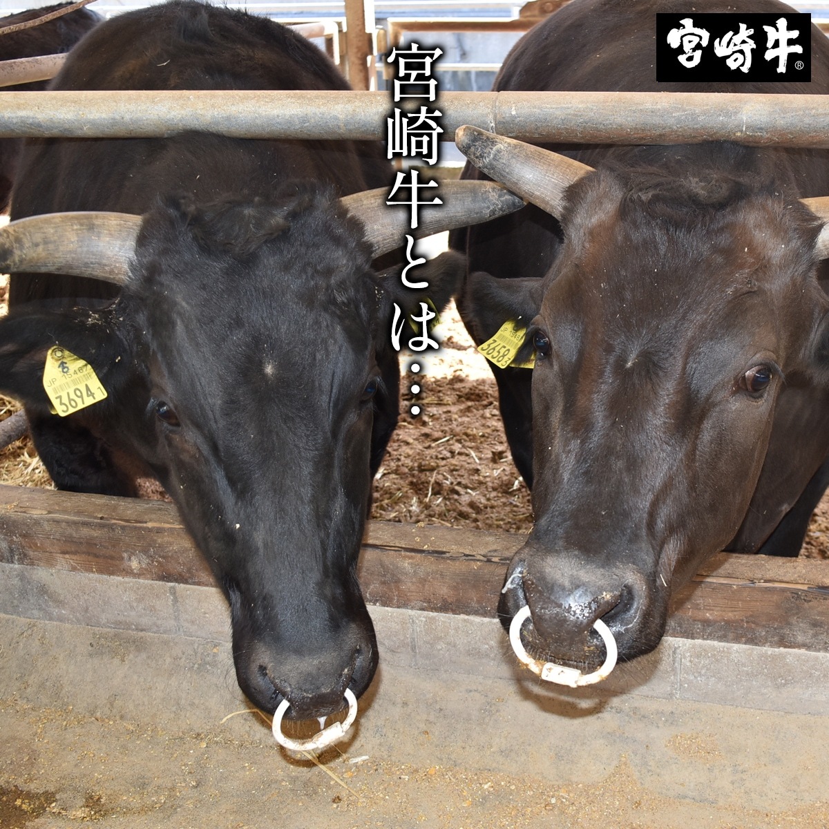 µÜºêµí¤¹¤¤ä¤¿©¤ÙÈæ¤Ù¥»¥Ã¥È¡¡KB-145