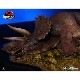 ����饷�å����ѡ�����1/35�������른����ޥ������塼�����å����ȥꥱ��ȥץ� ͽ��