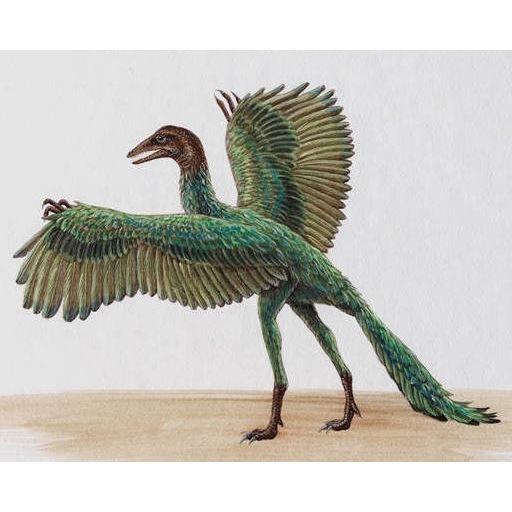 通販 人気 始祖鳥様専用 管楽器 通販 人気 始祖鳥様専用 管楽器