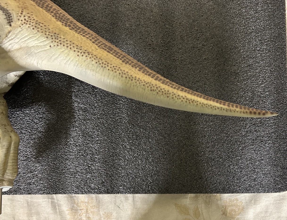 ڥȥå/Ѥ/Զͭۥȡ/饷åѡ2 1/8ޥå ѥ饵ե 