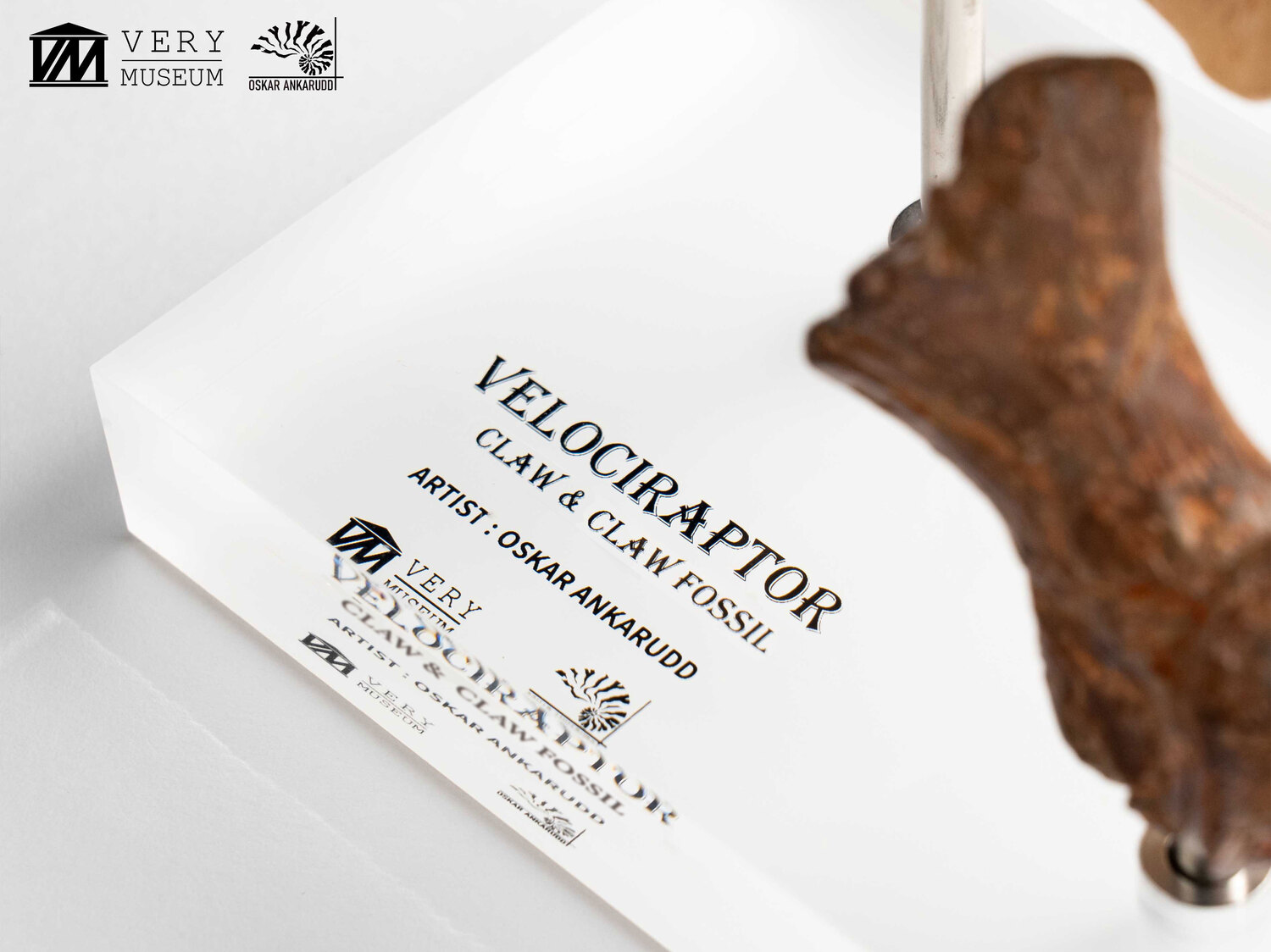 ����饷�å����ѡ�����1/1���������ץꥫ������������ץȥ롡�Ӥ��ޤ��ޤβ��С����å� ͽ��