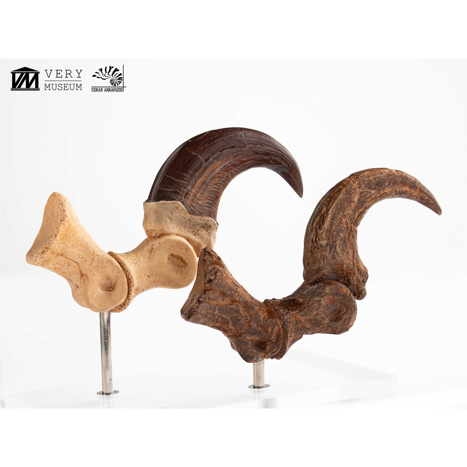 ����饷�å����ѡ�����1/1���������ץꥫ������������ץȥ롡�Ӥ��ޤ��ޤβ��С����å� ͽ��