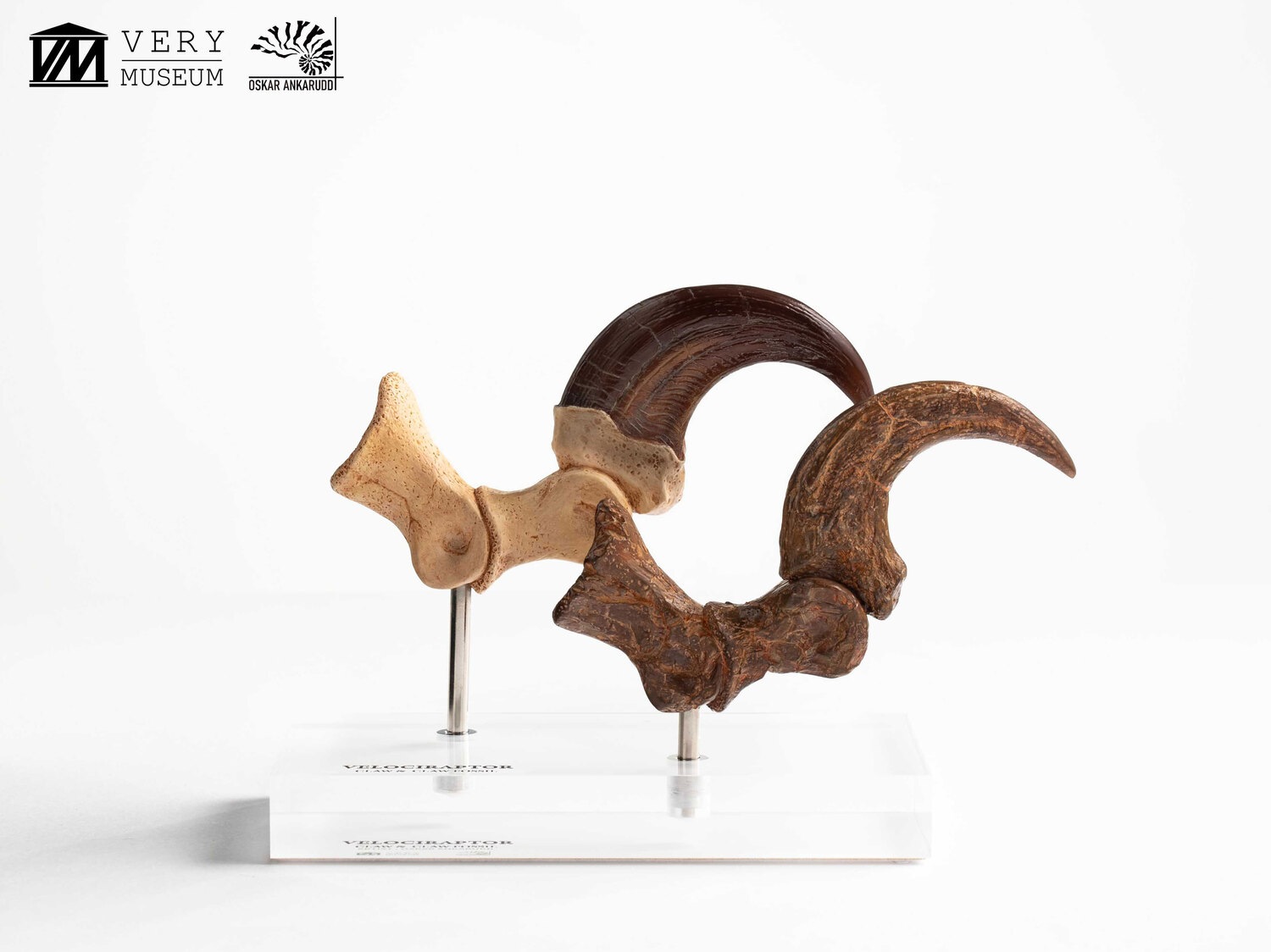 ����饷�å����ѡ�����1/1���������ץꥫ������������ץȥ롡�Ӥ��ޤ��ޤβ��С����å� ͽ��