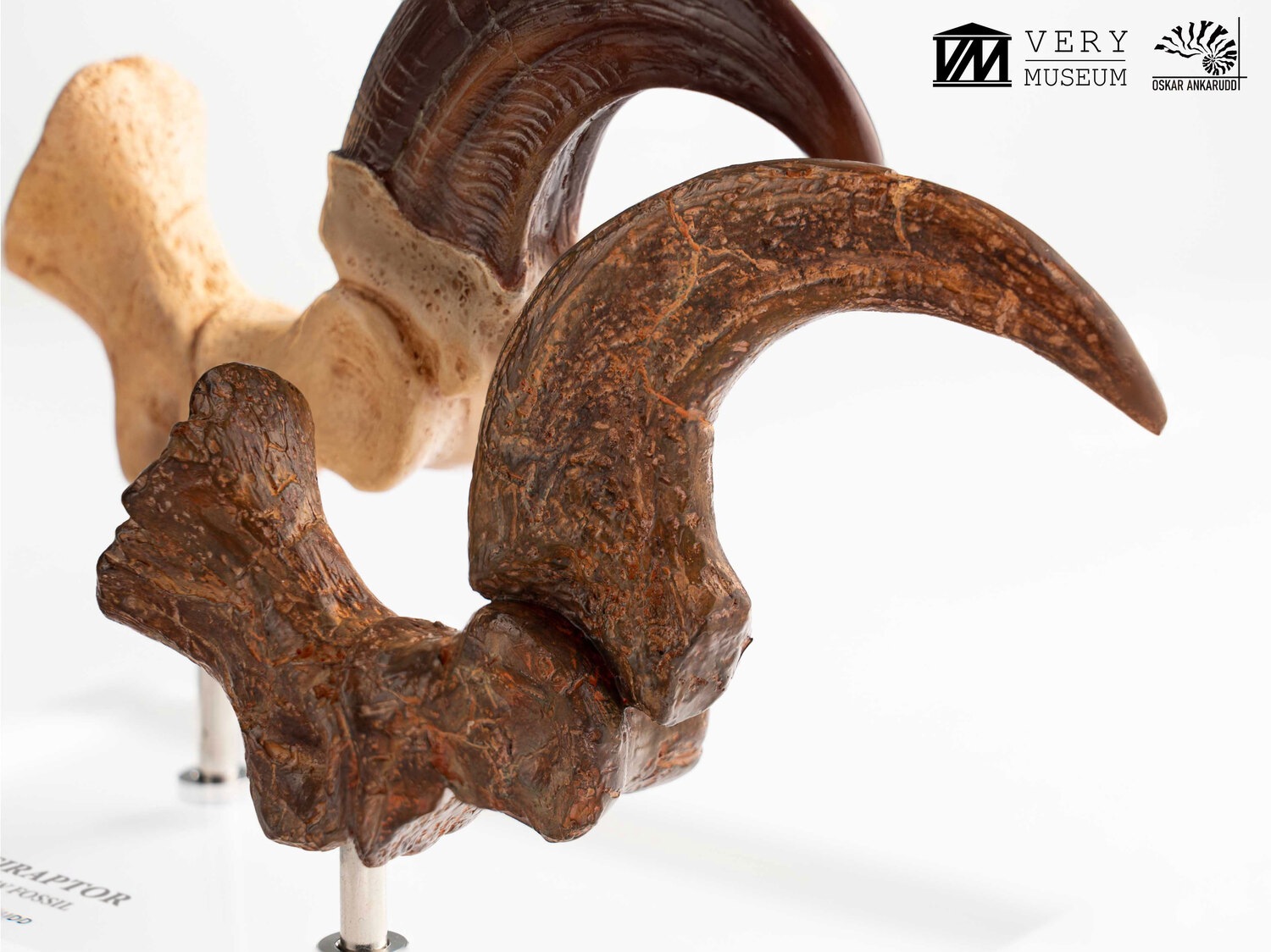 ����饷�å����ѡ�����1/1���������ץꥫ������������ץȥ롡�Ӥ��ޤ��ޤβ��С����å� ͽ��