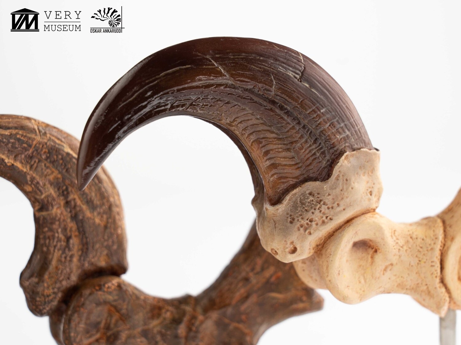 ����饷�å����ѡ�����1/1���������ץꥫ������������ץȥ롡�Ӥ��ޤ��ޤβ��С����å� ͽ��