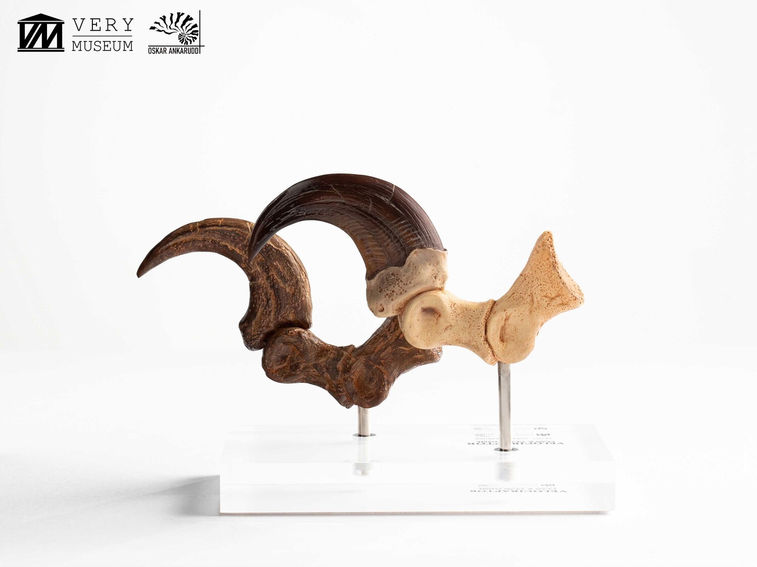 ����饷�å����ѡ�����1/1���������ץꥫ������������ץȥ롡�Ӥ��ޤ��ޤβ��С����å� ͽ��