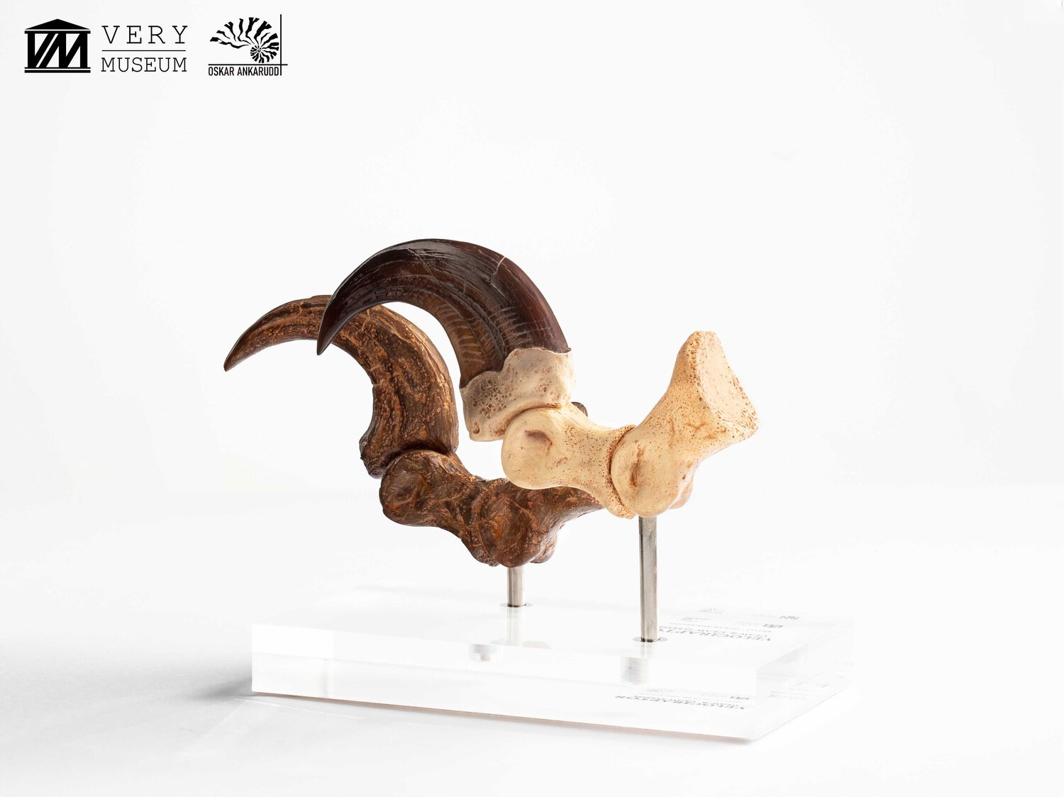 ����饷�å����ѡ�����1/1���������ץꥫ������������ץȥ롡�Ӥ��ޤ��ޤβ��С����å� ͽ��