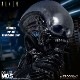 MDS �ǥ����ʡ����꡼��/ ALIEN: �����ꥢ�� �ӥå�����å� DX 6����� ���������ե����奢��ͽ��