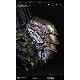 AVP2 �����ꥢ�� vs �ץ�ǥ���/ ����եץ�ǥ��� �饤�ե����� �Х��� �ץ��åץ�ץꥫ ȯ�����
