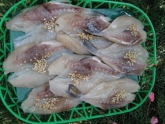 ���ץե�ŷ�����봳(���ѥå�  5��7ɤ��)