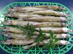 �����ΰ��봳 ( 8ɤ�����