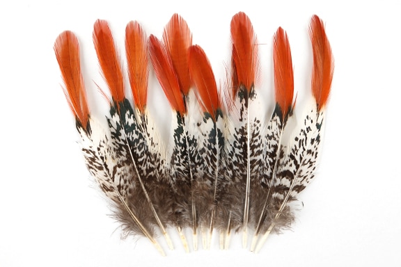 【在庫限り】銀鶏M[約10本入り]≪1袋単位販売≫