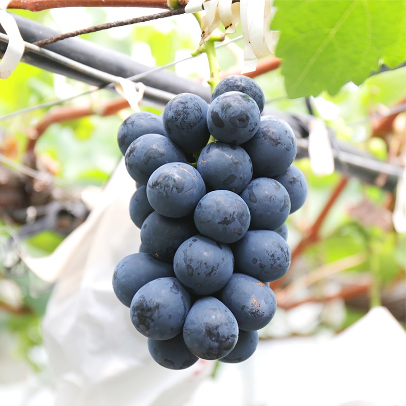 大月農園クイーンルージュとナガノパープルのタルト【季節限定】