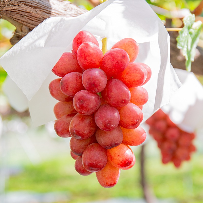 大月農園クイーンルージュとナガノパープルのタルト【季節限定】