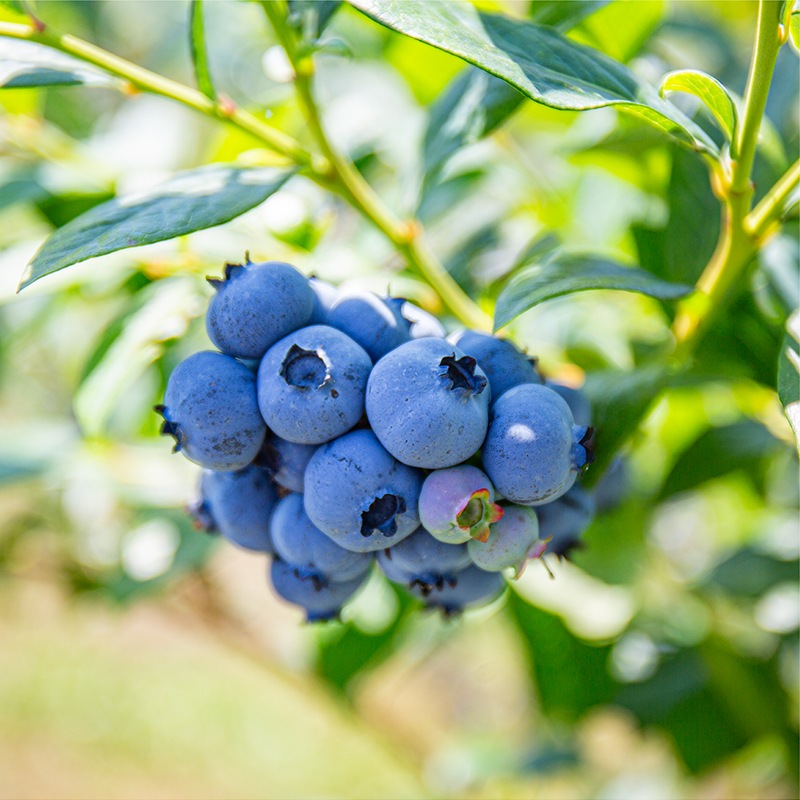 北海道ベリーファーム有機ブルーベリーのフロマージュタルト【季節限定】