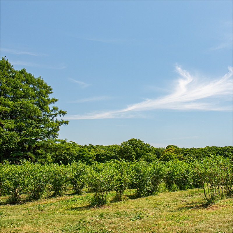 北海道ベリーファーム有機ブルーベリーのフロマージュタルト【季節限定】