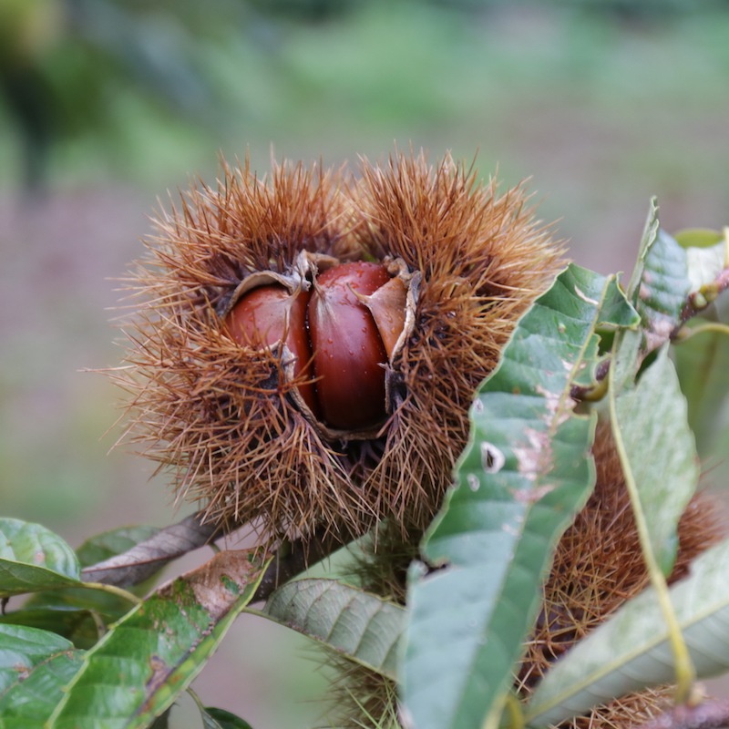 熊本県産和栗のモンブランタルト【季節限定】