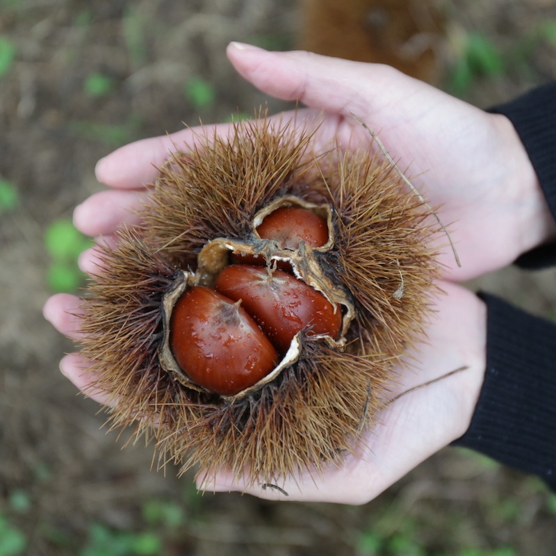 熊本県産和栗のモンブランタルト【季節限定】