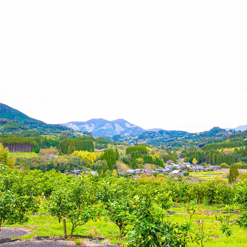 宮崎県産日南レモンのモンブランタルト【季節限定】