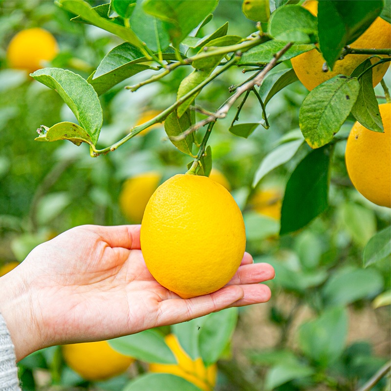 宮崎県産日南レモンのモンブランタルト【季節限定】