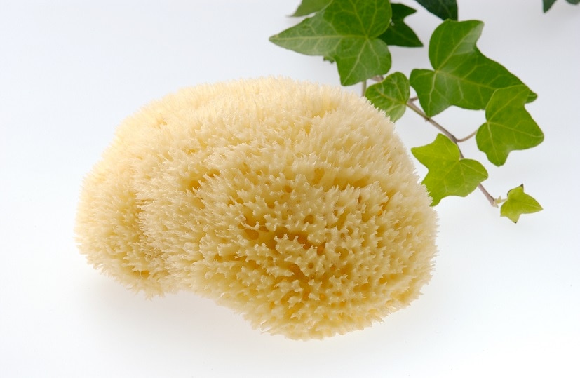 ボディ用ハニカム種｜天然海綿｜ヘナ・白髪染めのグリーンノート【公式