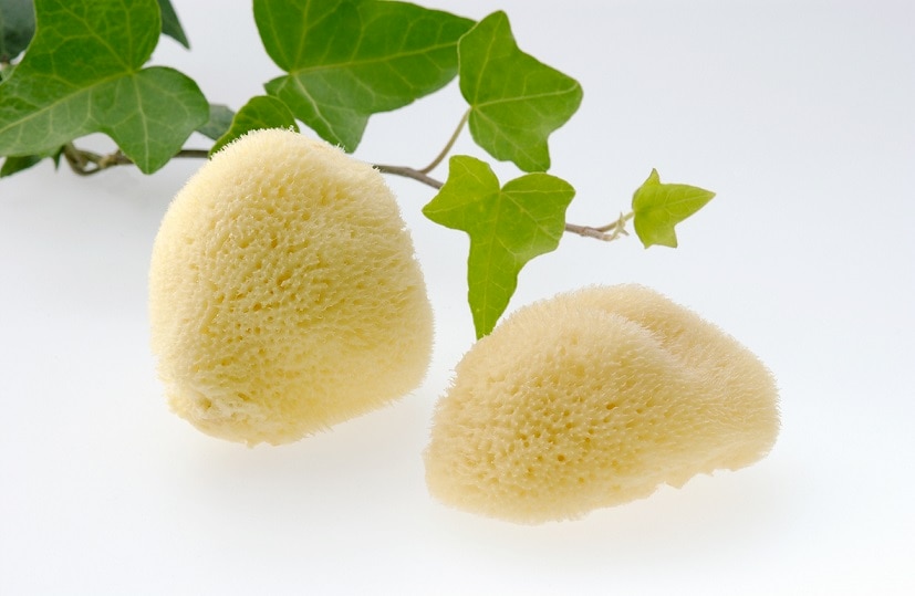 天然大海綿 クリーム色 約15cm 海綿スポンジのおすすめ人気ランキング