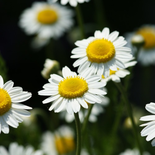 �ϡ��Х�ҥ��ȥ꡼�����꡼���Ф��󡡡��̥���ߡ����